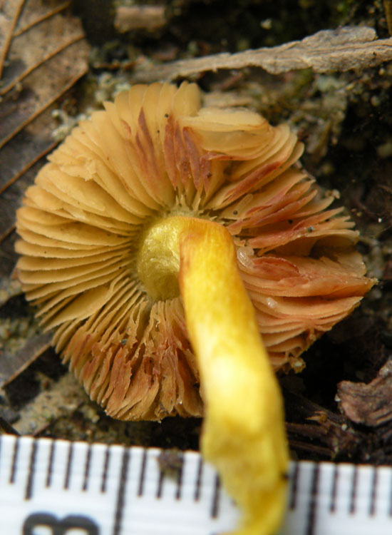 Hygrocybe? (cfr. Pluteus romellii)